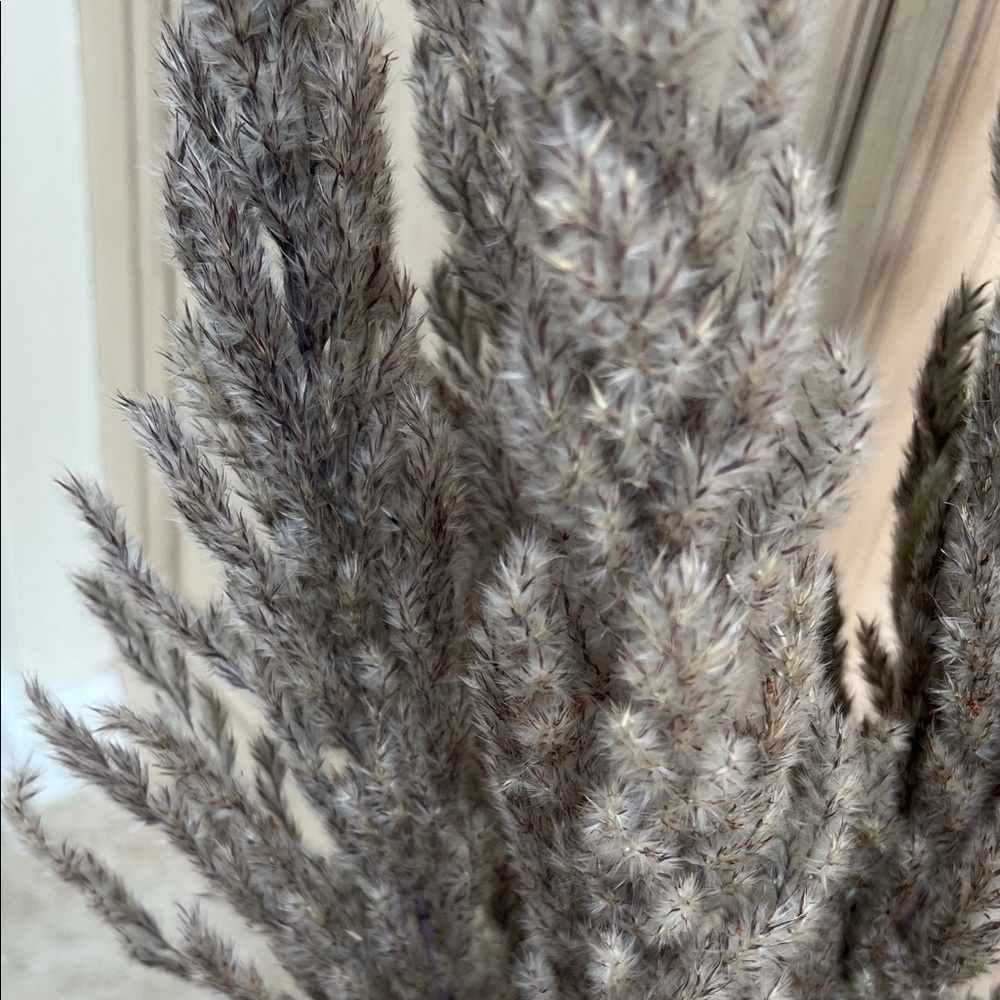 Natural Pampas Grass Gray Set of 5 Stems, Short Length 24" - Picture 3 of 5